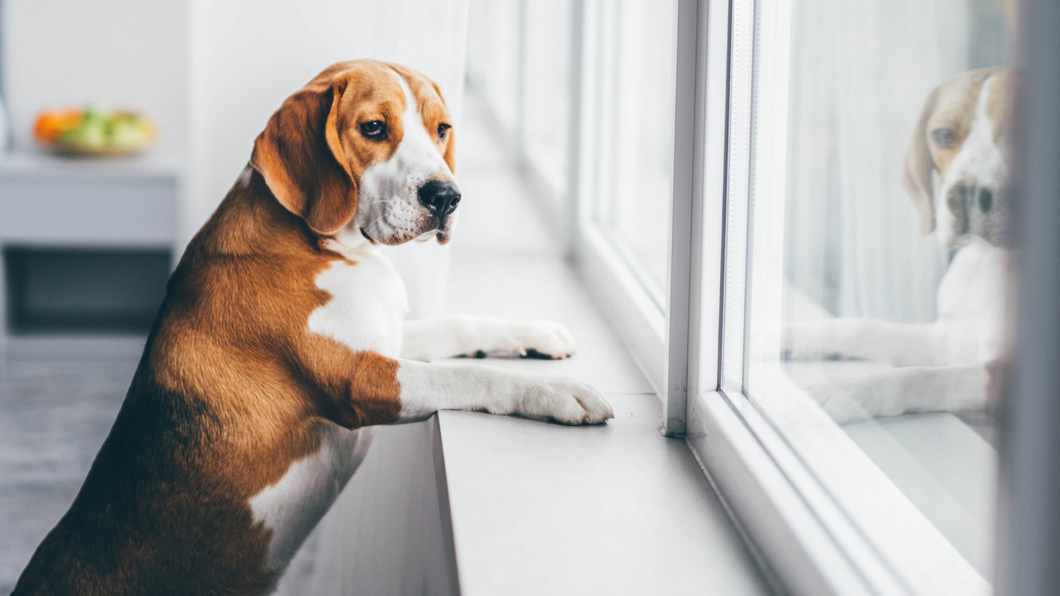 Dein Hund kann nicht alleine bleiben? So kannst du ihm helfen