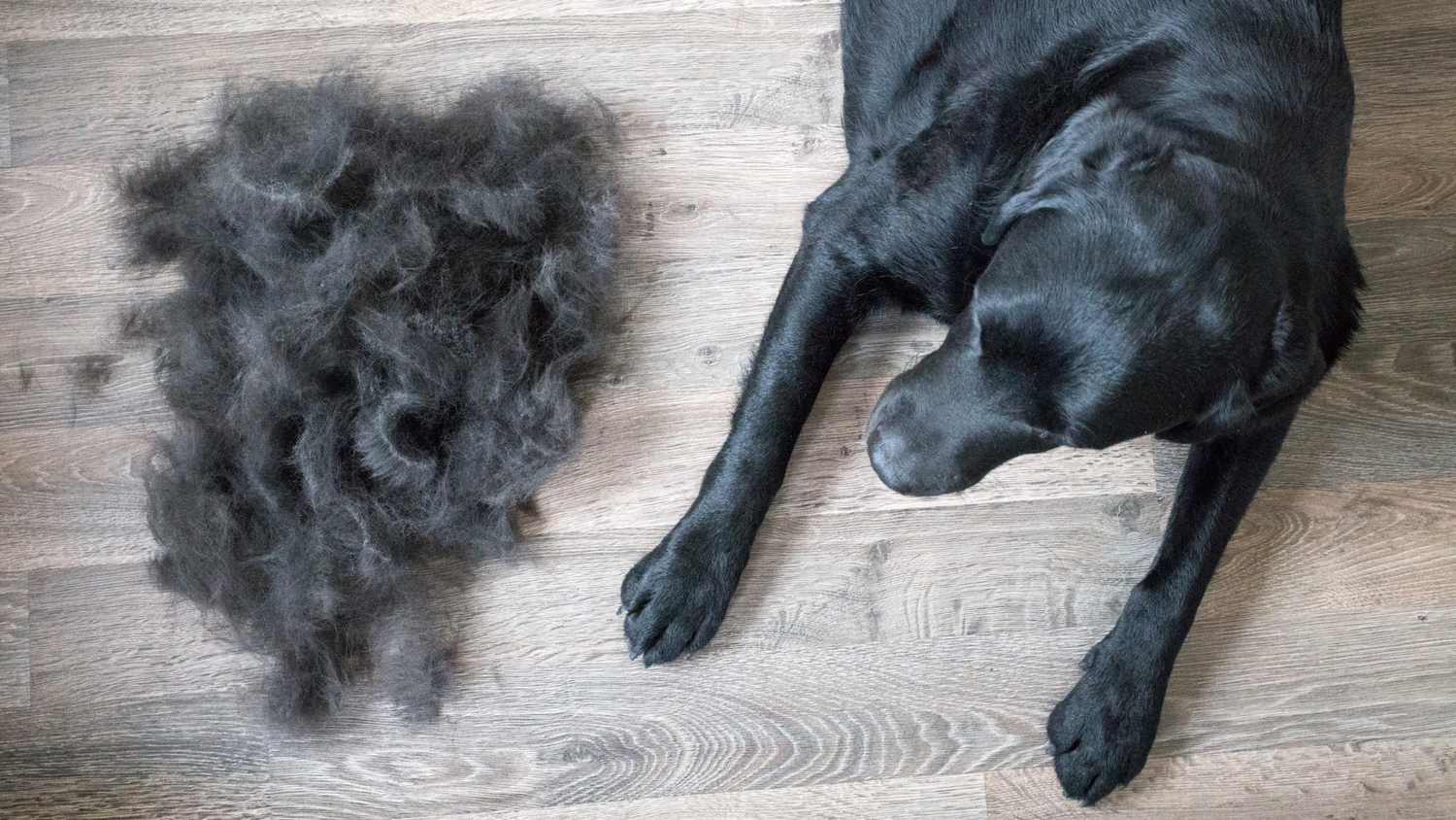 Fellwechselzeit – wie du deinen Hund unterstützen kannst