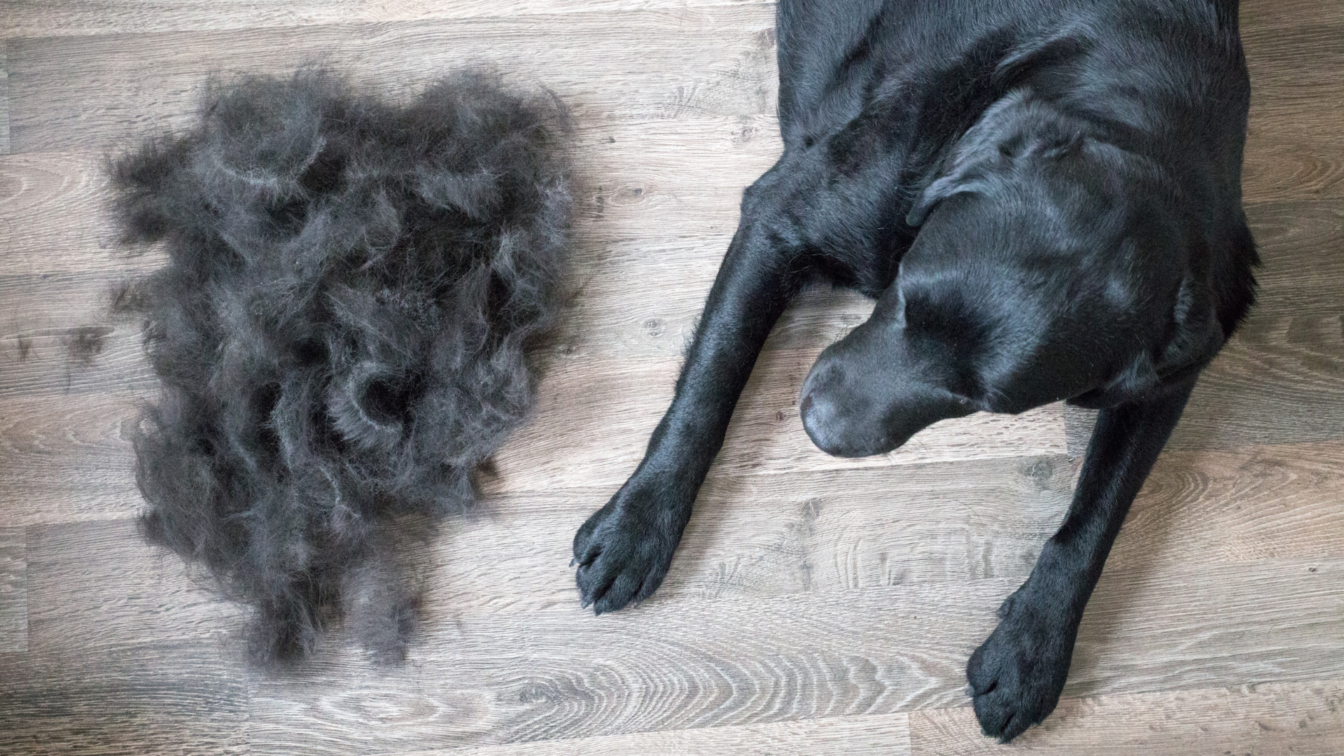 Fellwechselzeit – wie du deinen Hund unterstützen kannst