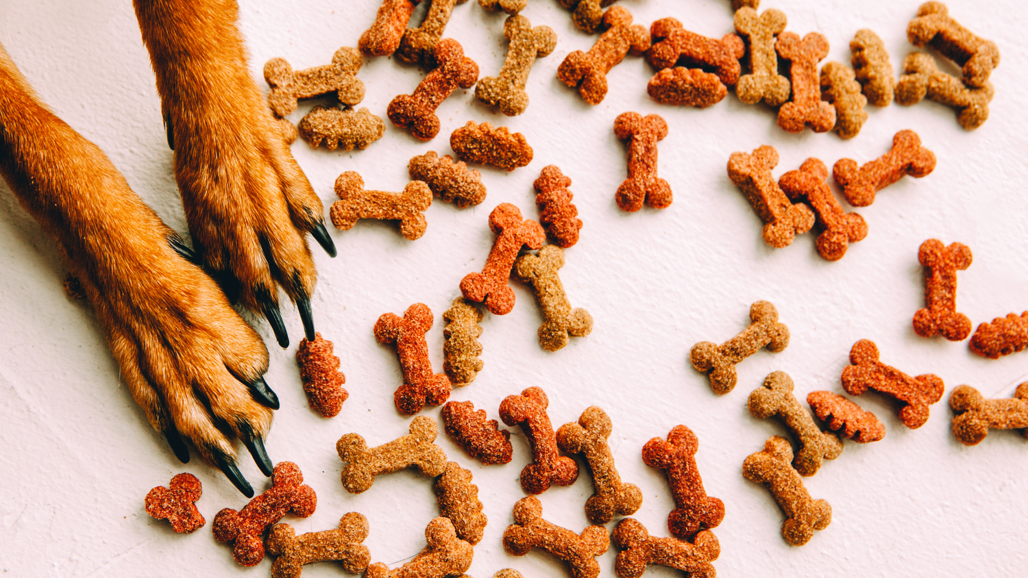 Gesunde Snacks für deinen Hund – Rezepte zum Selbermachen