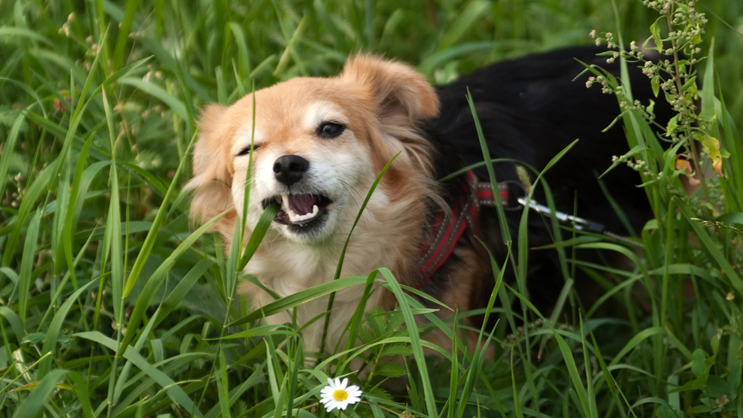 Mein Hund frisst Gras - was kann ich tun?