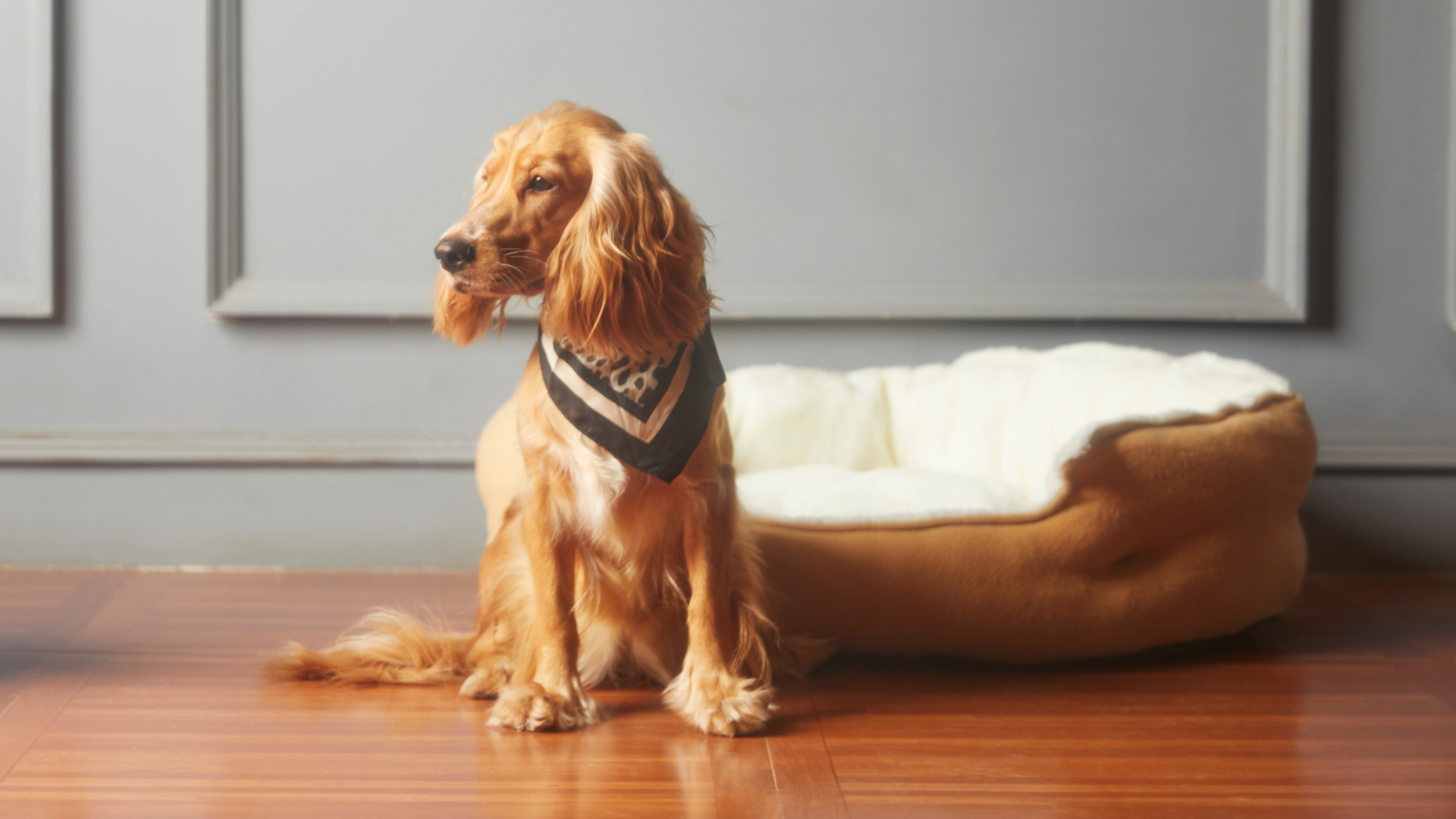 So bereitest du dein Zuhause auf einen Hund vor