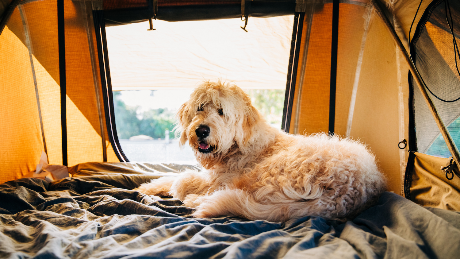 Urlaub mit Hund: Was du wissen musst (Packliste & Tipps)