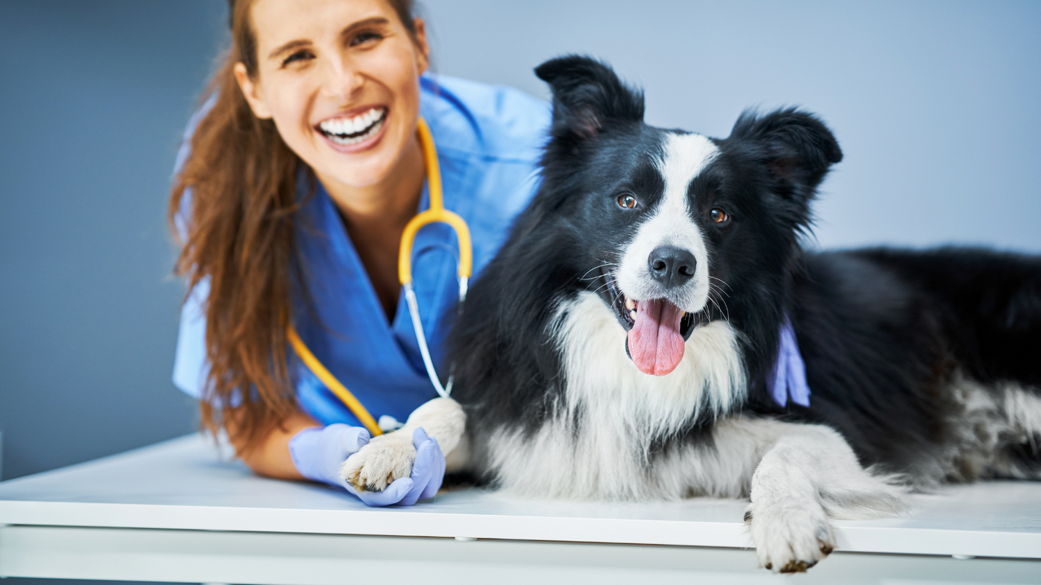 Wie oft sollte ich mit meinem Hund zum Tierarzt?